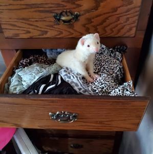 Meet your Posher, Brown